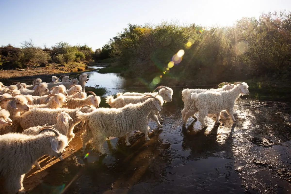South Africa’s new gold rush: Big money, high stakes in emerging spekboom restoration sector