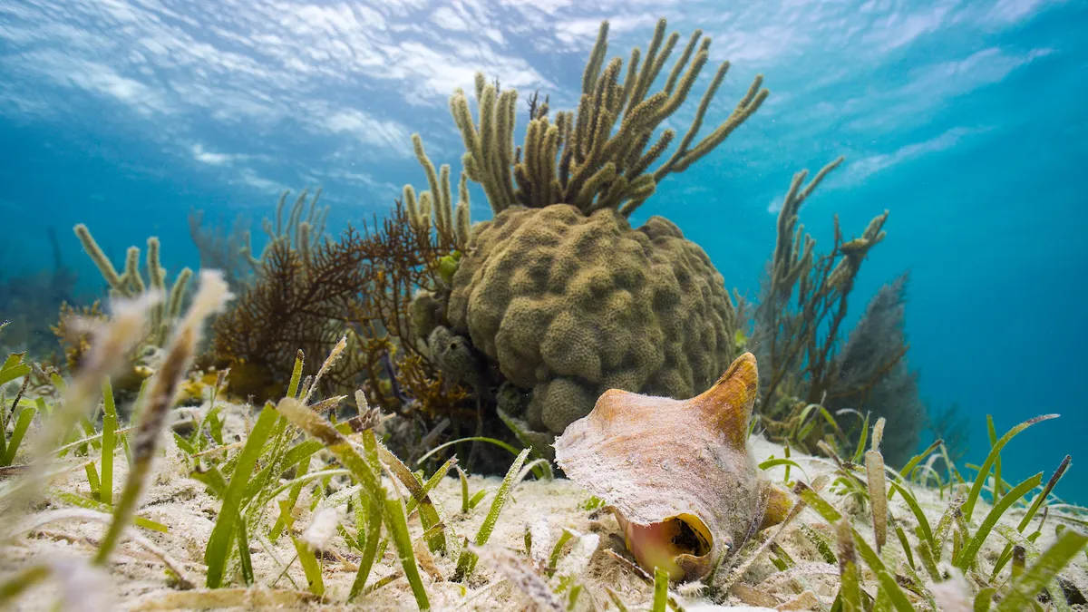 Scientists use AI to produce first high-resolution map of global seagrass extent