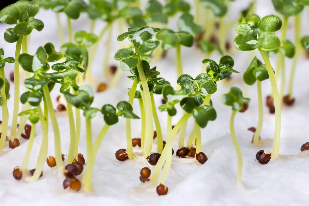 The gardening trick that gives vegetables a head start on weeds