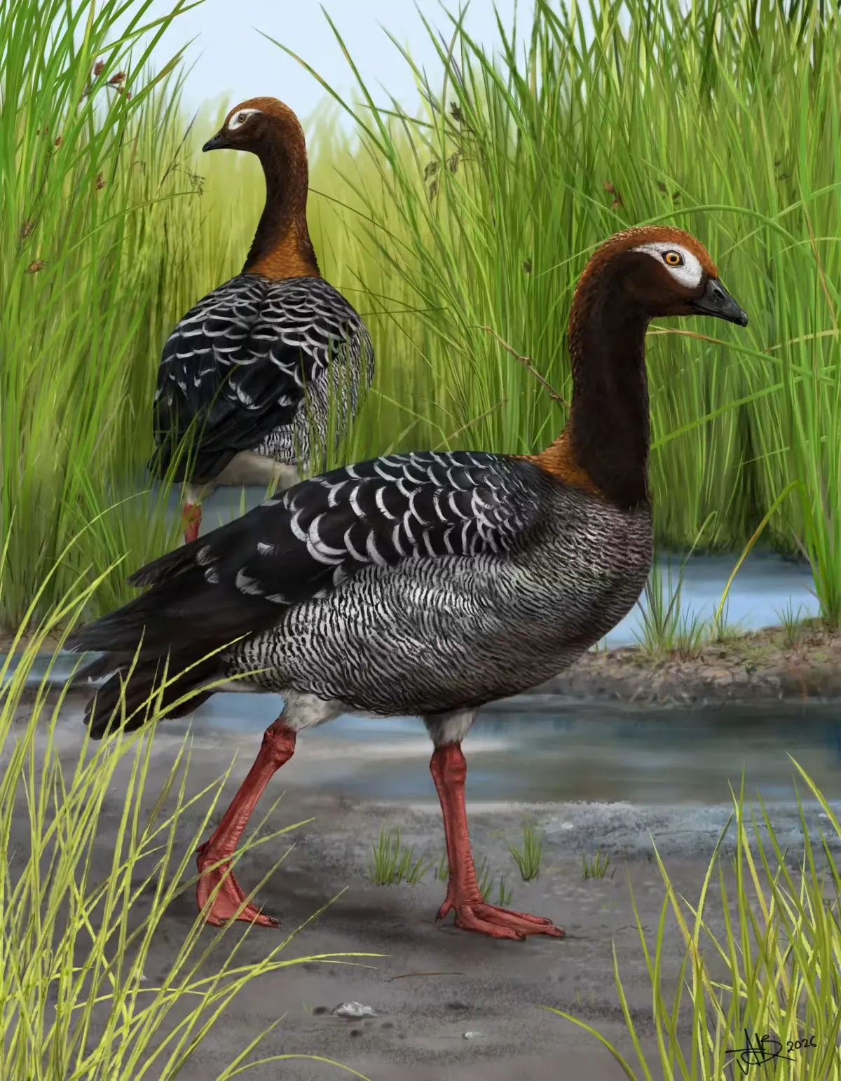 Ancient Goose Fossil Challenges Long-Held Theories About New Zealand Birds