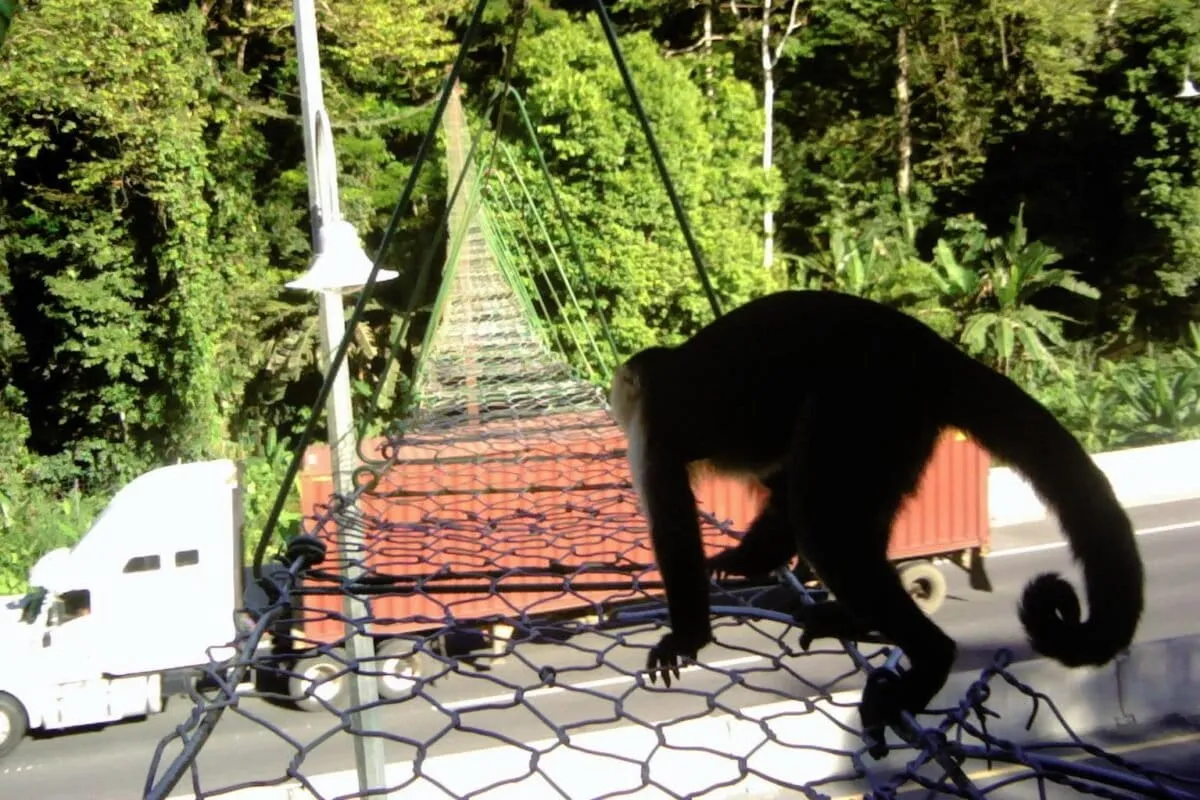 Costa Rica to require wildlife crossings for roads when they impact fauna